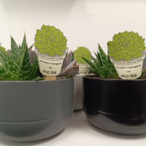 IMG 20260409 072218 470 v4