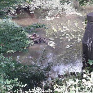 17295 Bild oben2